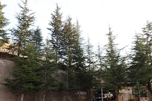 A dense forest with tall evergreen trees and a stone wall.
