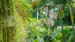 Un sendero estrecho bordeado por exuberante vegetación tropical y un muro de concreto.