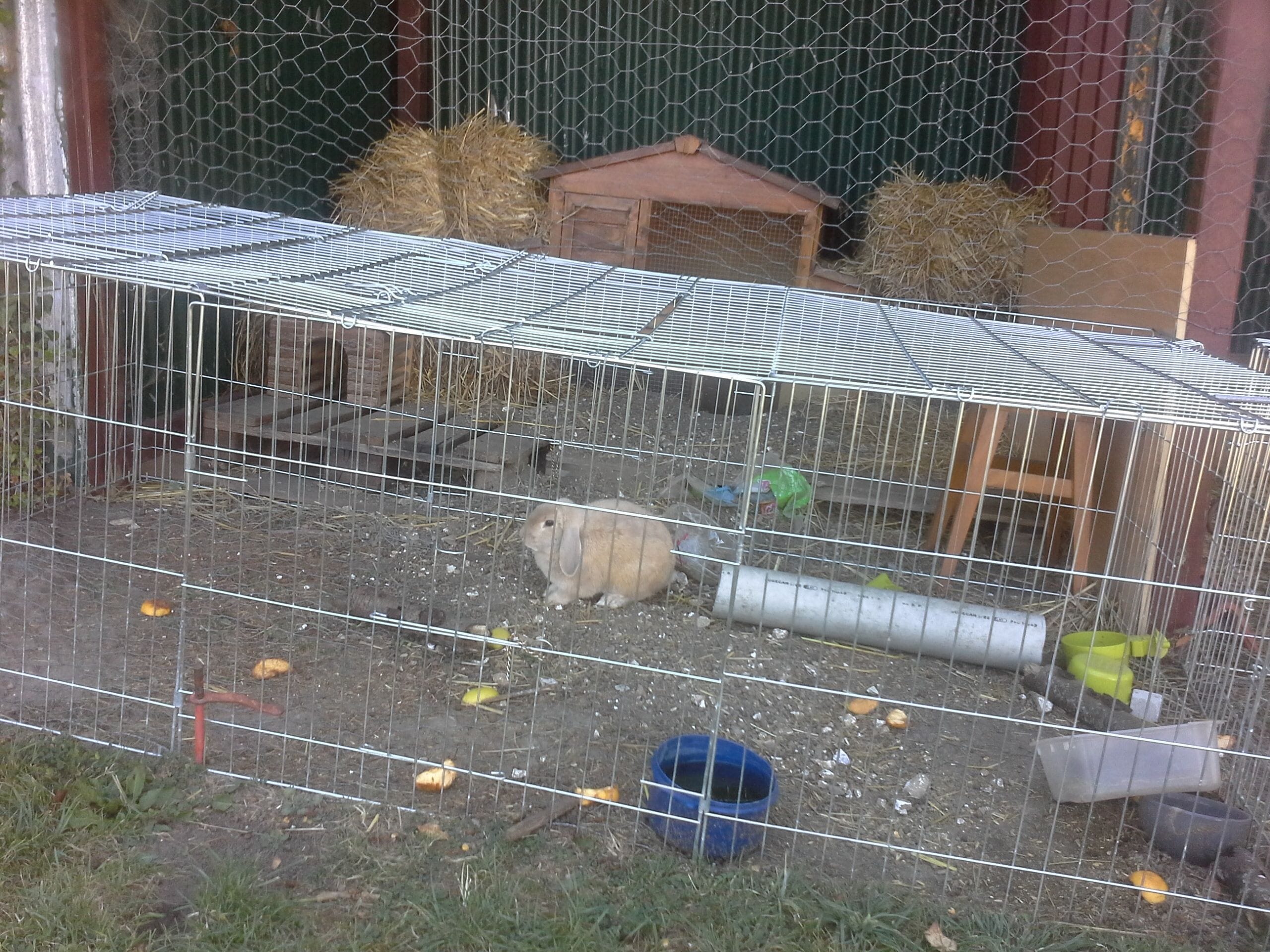 A fenced outdoor area with a metal structure, possibly a shelter, and a small wooden building.