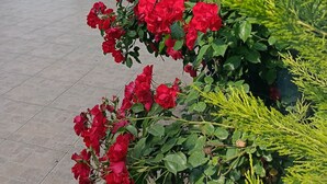 A covered outdoor area with a seating arrangement and a garden with red flowers. - Mare Blu Hotel (Akçaabat)