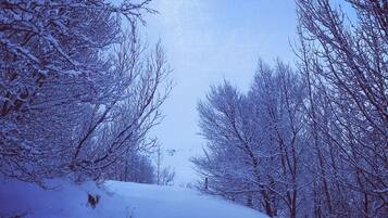 A snow-covered pathway flanked by leafless trees under a clear sky.
