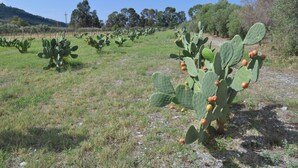 A cactus garden with multiple cacti and a clear sky. - I Cedri (Orsomarso)