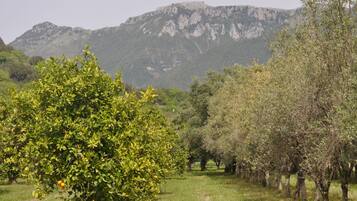 An orchard with fruit trees and a mountain in the background.