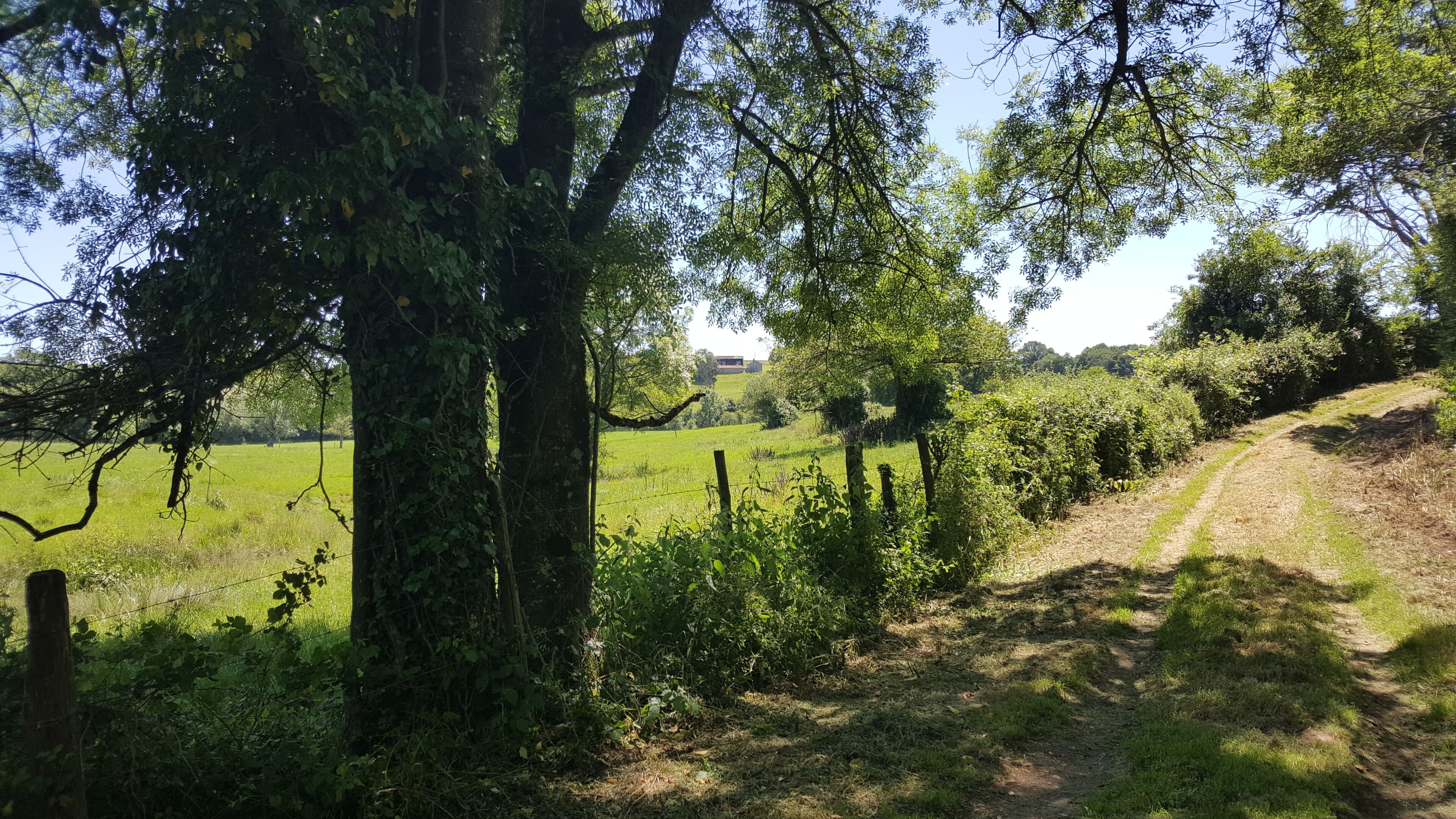 Paesaggio rurale con un sentiero sterrato, un campo recintato e alberi.