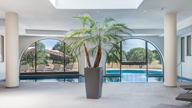 Un espace piscine intérieur moderne, agrémenté d’un grand palmier en pot, de chaises longues et offrant une vue sur une piscine extérieure et sur le paysage environnant.