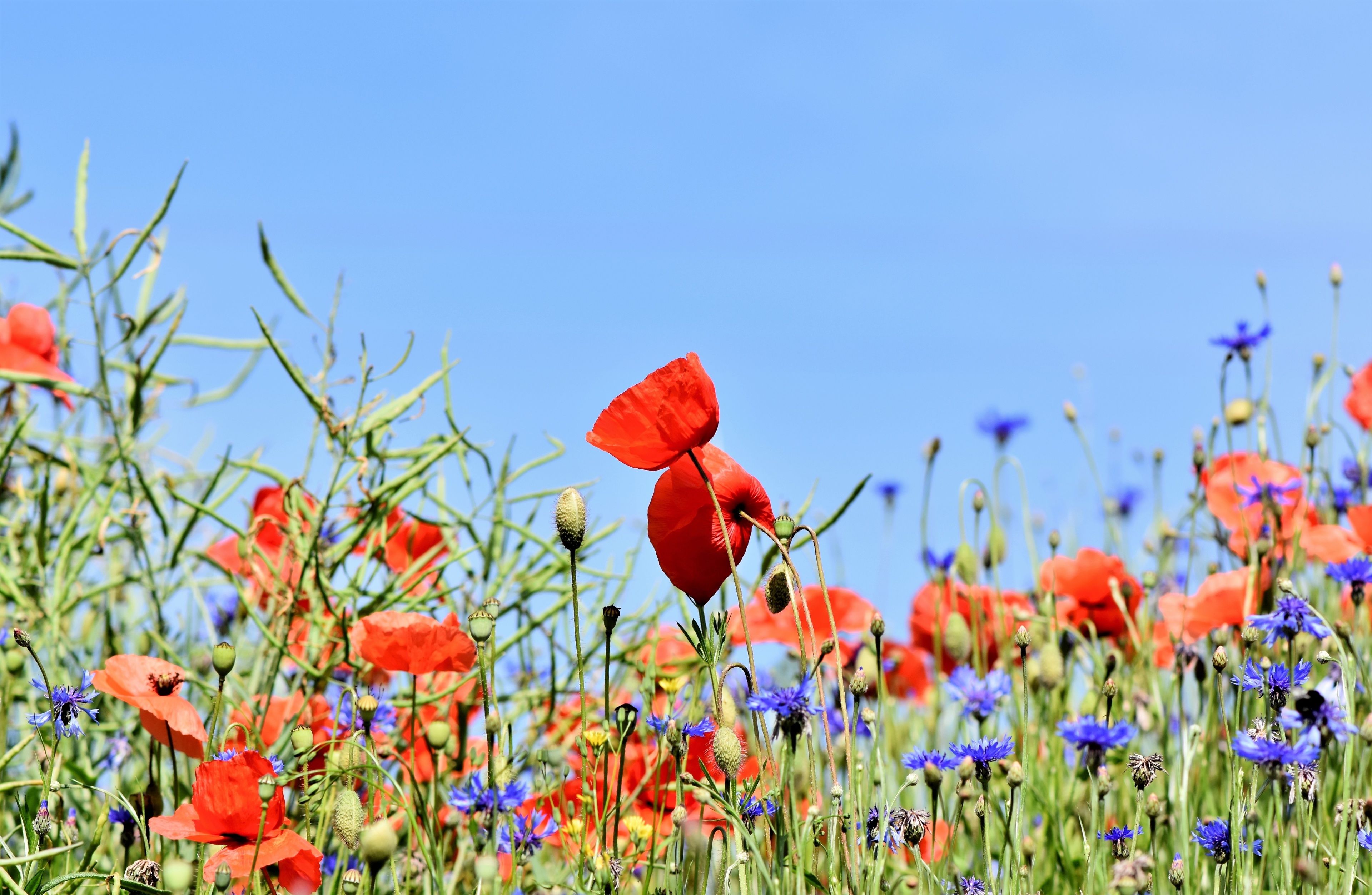 Un champ de coquelicots rouges et de fleurs bleues sous un ciel bleu dégagé.
