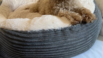 Een klein hondje in een gezellig bed, met een landschapsprent in de achtergrond.