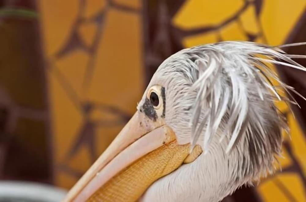 La Maison Abaka by null