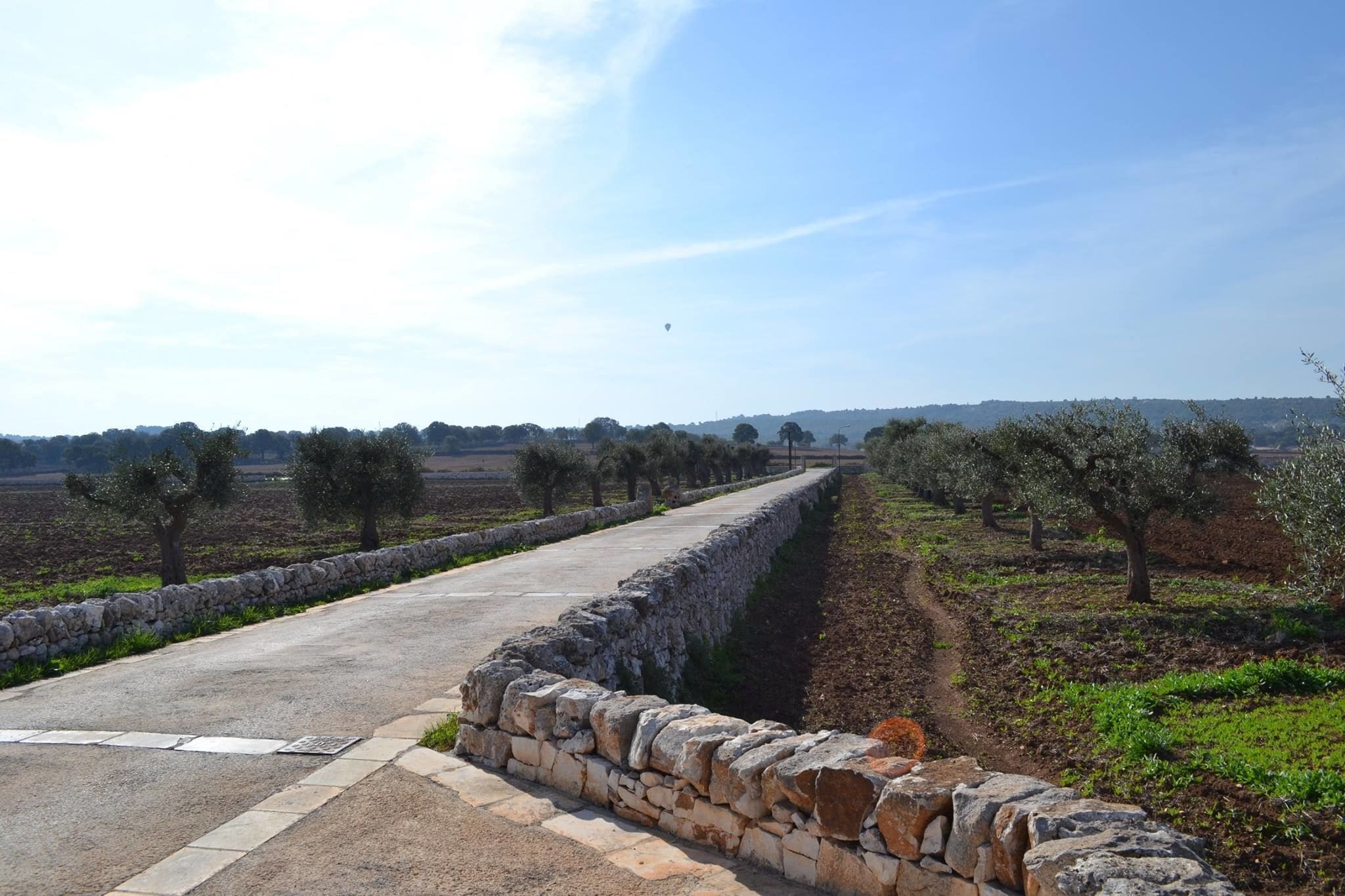 Une route pavée bordée de murs de pierre et d’oliviers.