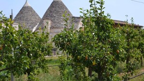 Un vignoble avec des rangées d’arbres fruitiers et, au fond, un bâtiment doté de toits coniques.