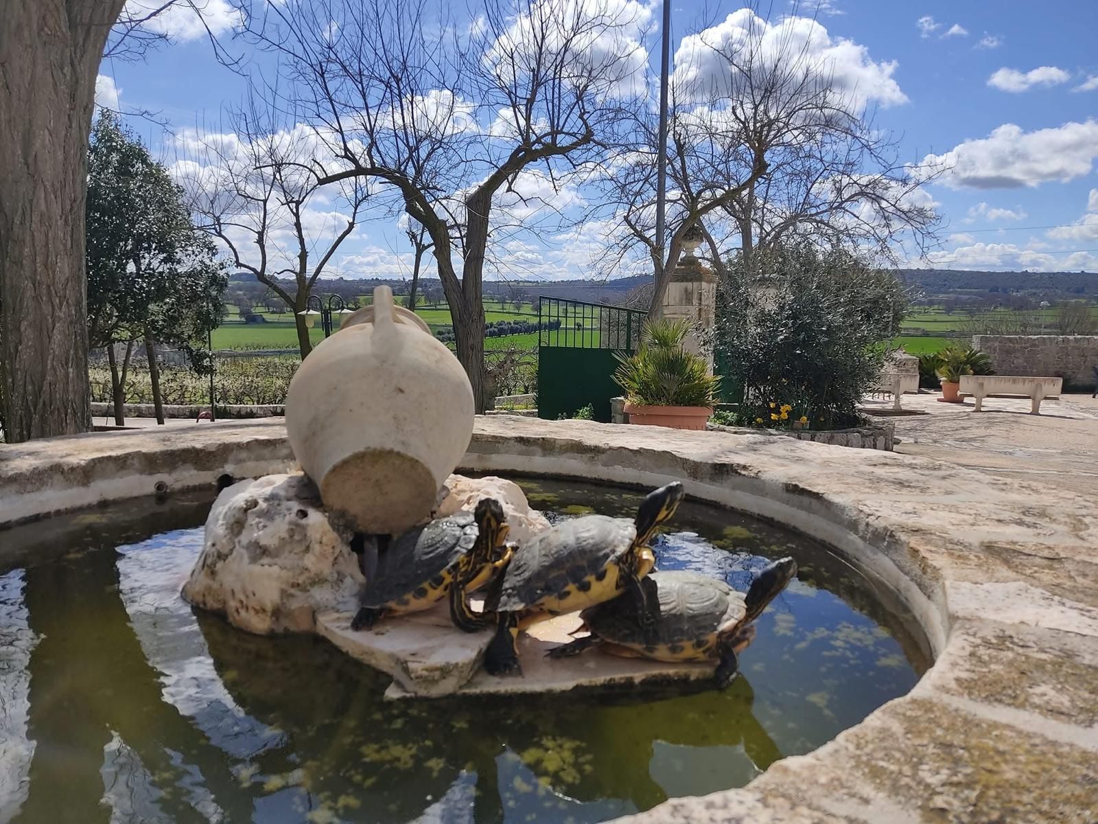 A fountain with two turtles and a large urn in a garden setting.