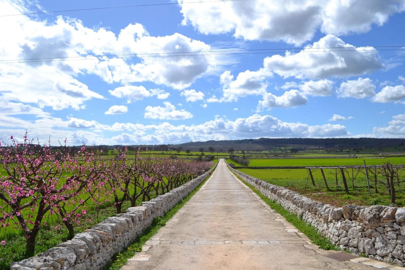 A pathway leading through a vineyard with stone walls on either side.