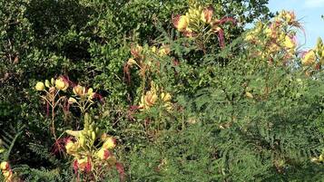 A dense cluster of yellow flowers with red accents, surrounded by green foliage.