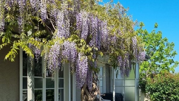 A house with a covered porch, a tree with purple flowers, and a lawn.