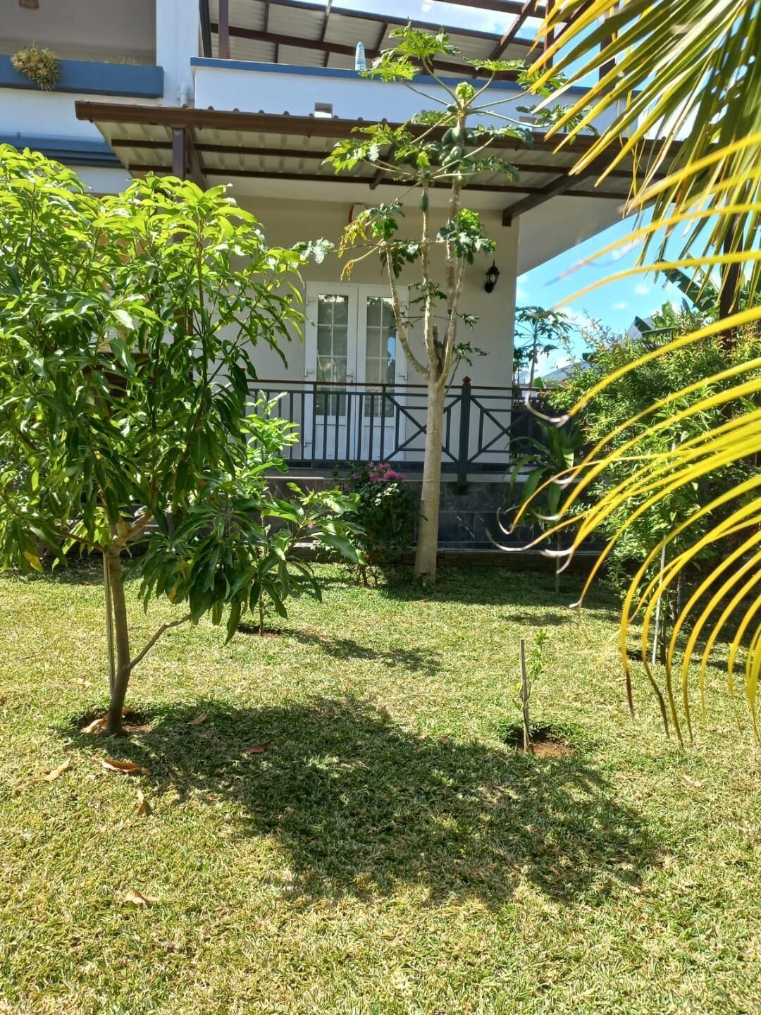 Un jardin bien entretenu, avec une variété de plantes et un petit arbre au premier plan.