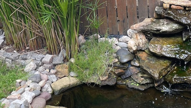 A garden with a small pond, a wooden fence, and various plants.