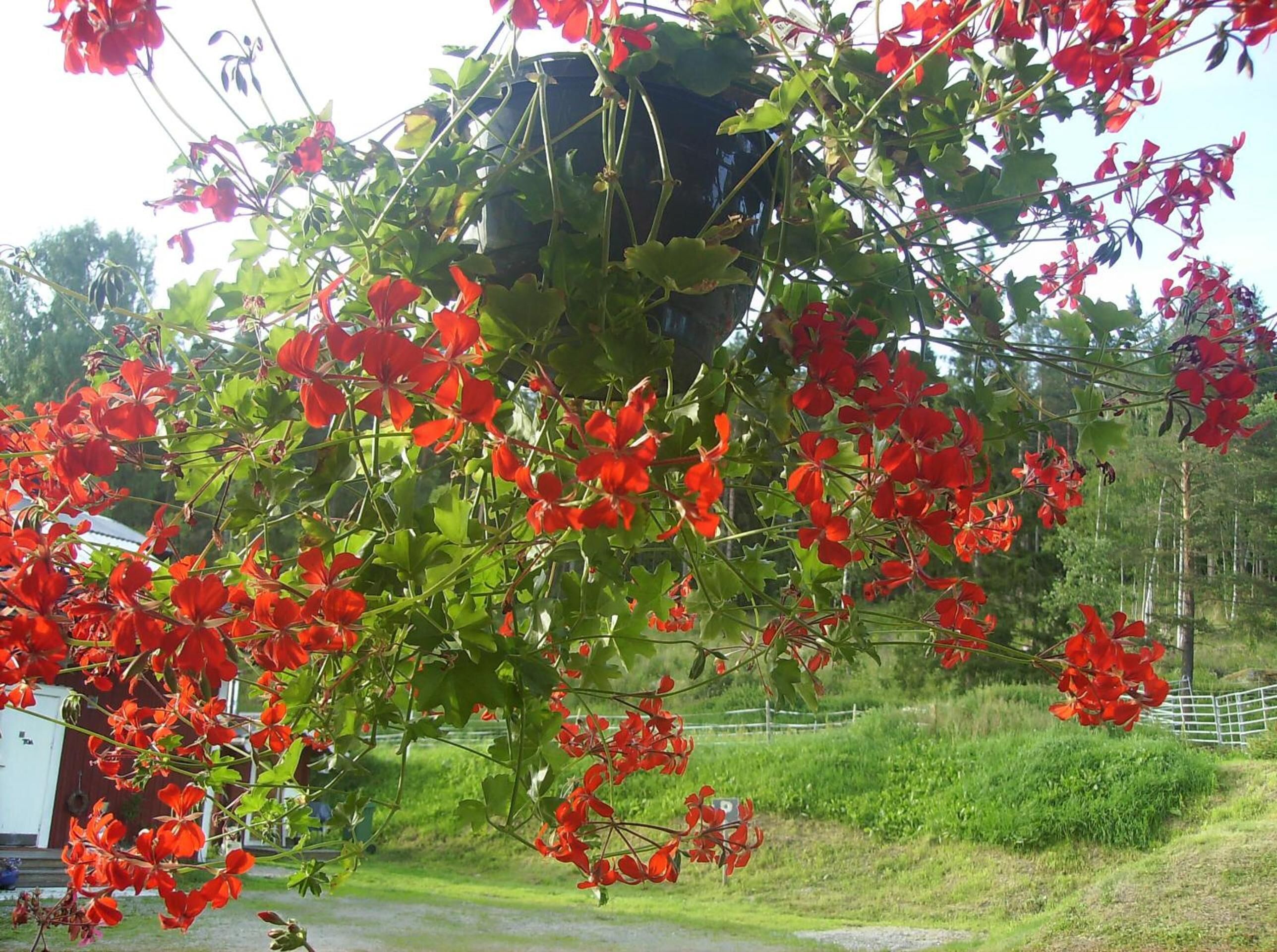 A lush green tree with vibrant red flowers in full bloom.