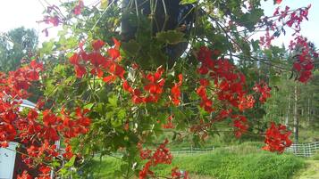 A lush green tree with vibrant red flowers in full bloom.