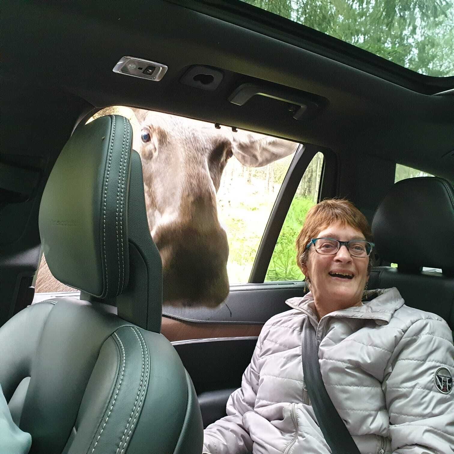 A person seated in a car with a deer visible through the window.