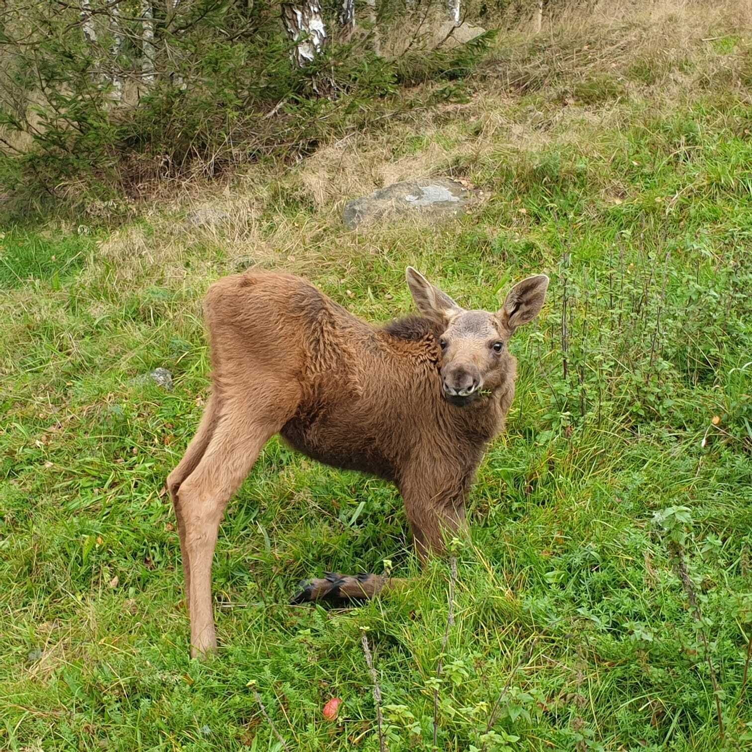 A moose standing in a grassy field with trees in the background.