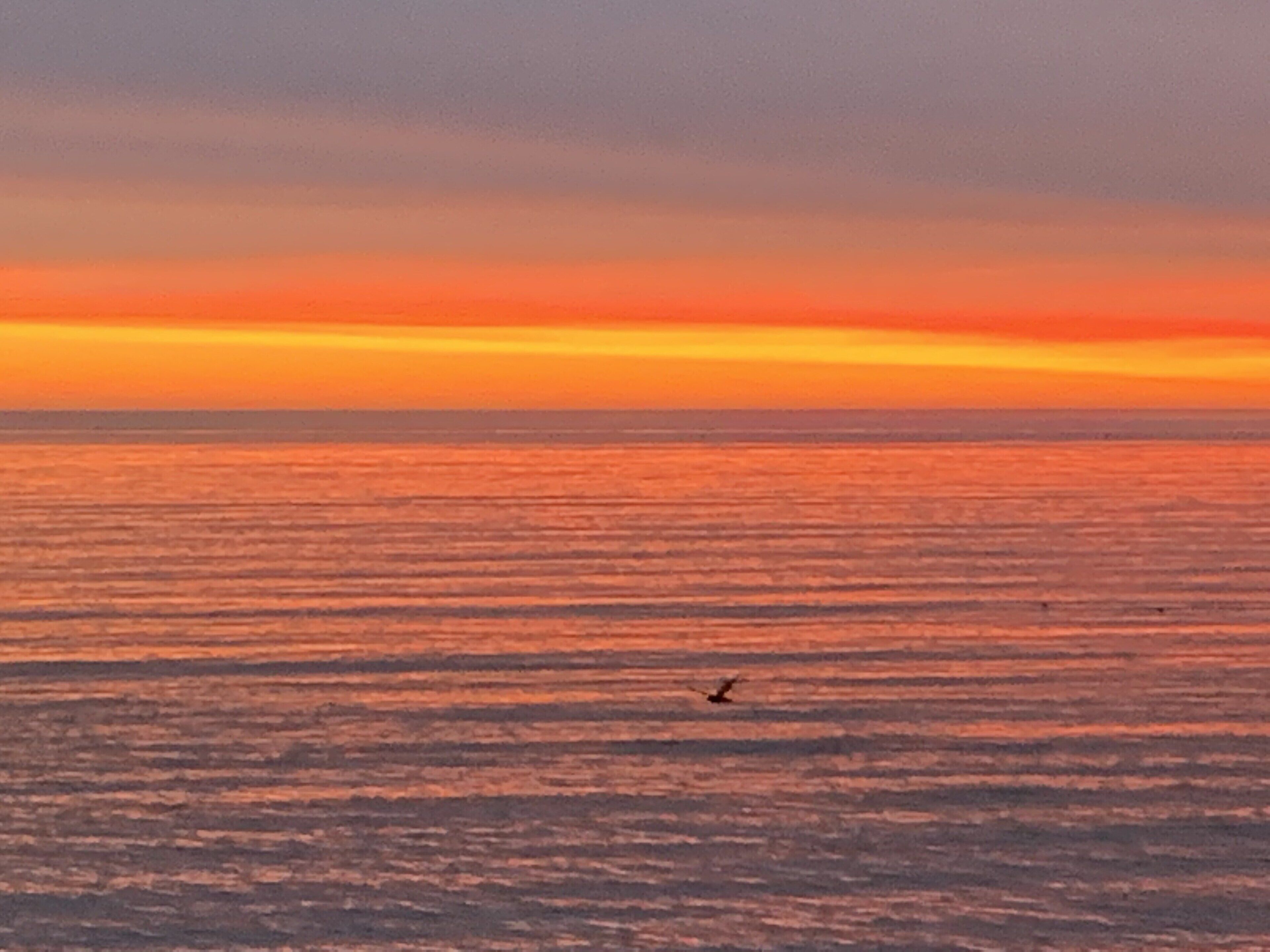 A sunset over a calm sea with a bird flying.