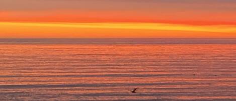 A sunset over a calm sea with a bird flying.