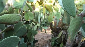 Un jardin de cactus avec un sentier rocailleux.