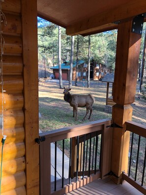 Property grounds - Big Log Cabin Home, Large Back Deck Overlooking Cedar Creek ~ Close To Downtown (Ruidoso)