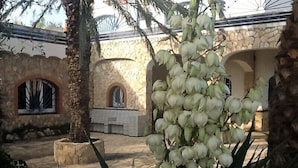 Un cortile con un muro in pietra, una palma e una pianta da fiore bianca.