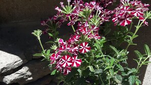 A purple watering can with a plant featuring pink and white flowers. - Louminai (Donzere)