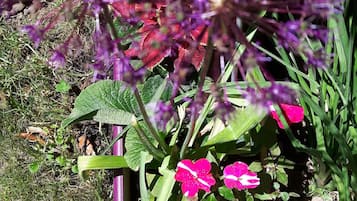 Tuin