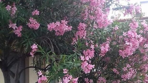 A tree with pink flowers in front of a building. - Park Hotel (Camaiore)