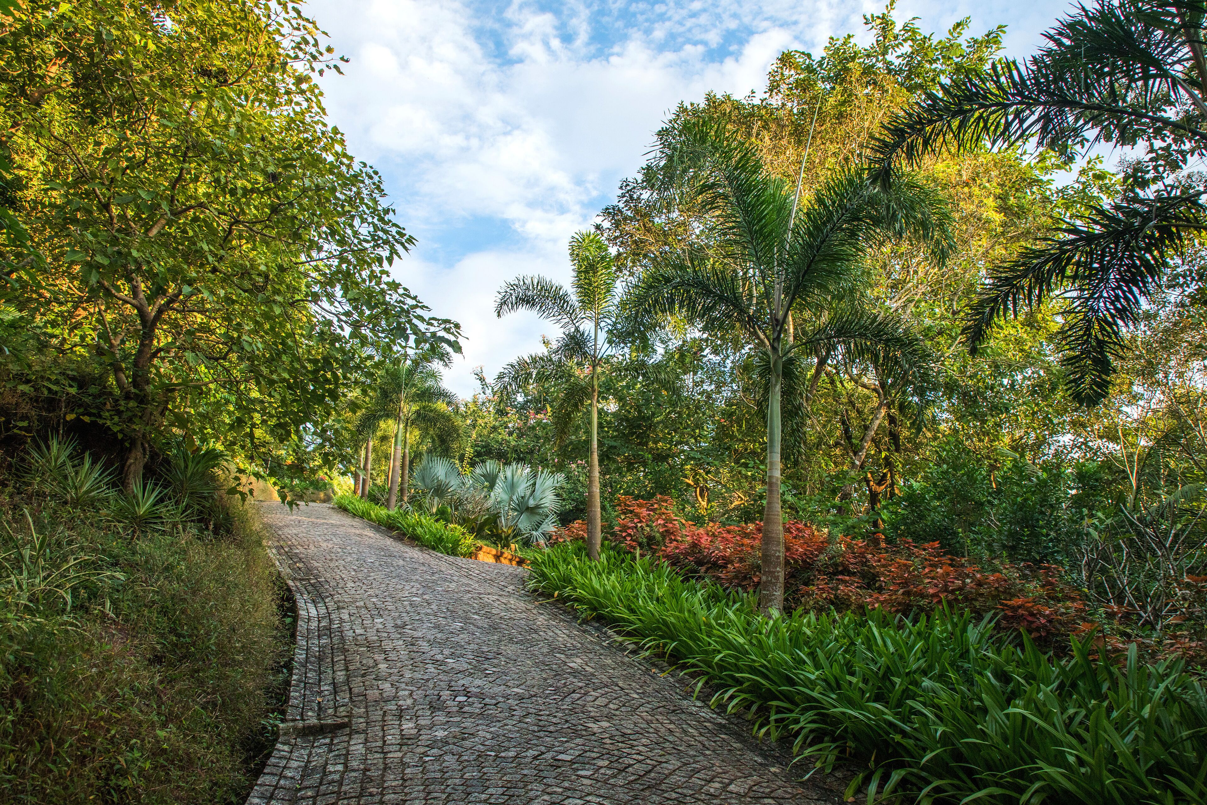 A cobblestone pathway surrounded by lush greenery and trees.