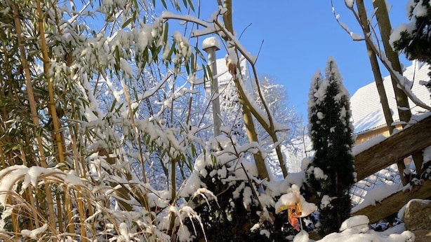A snow-covered outdoor area with a clear glass surface reflecting the surroundings. - Pia's Nature Retreat (Neukirch)