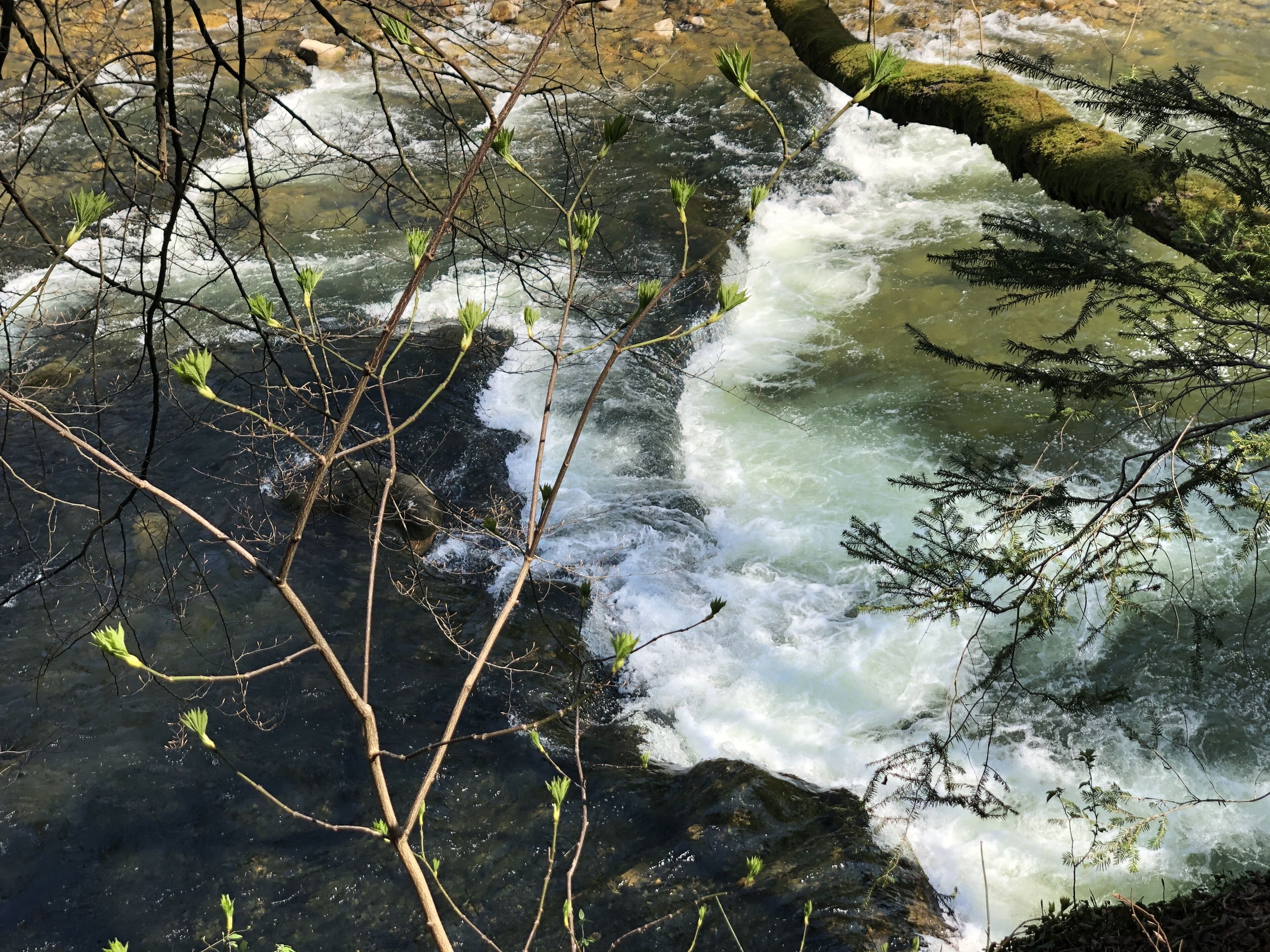 Une rivière aux eaux claires qui coule sur des rochers, bordée de branches et de verdure.