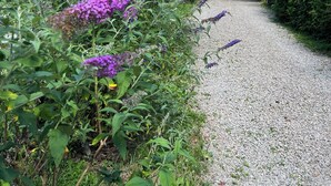 A gravel path lined with purple flowers and greenery, leading to a building with a red roof. - Pia's Nature Retreat (Neukirch)