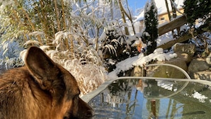 A dog lying next to a car with a snowy background. - Pia's Nature Retreat (Neukirch)