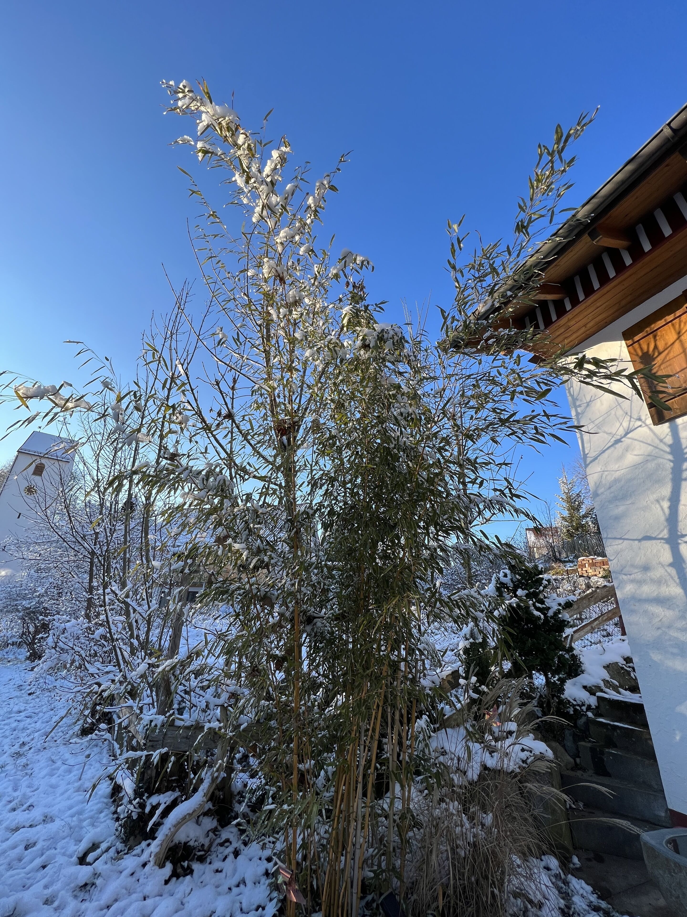 En snötäckt trädgård med många olika växter och en byggnad med en träbalkong.