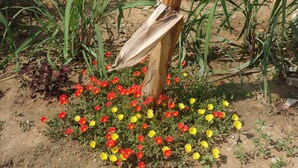 A garden with red and yellow flowers, a wooden post, and green foliage. - Authentic Cambodian Angkor Cottage (Siem Reap)