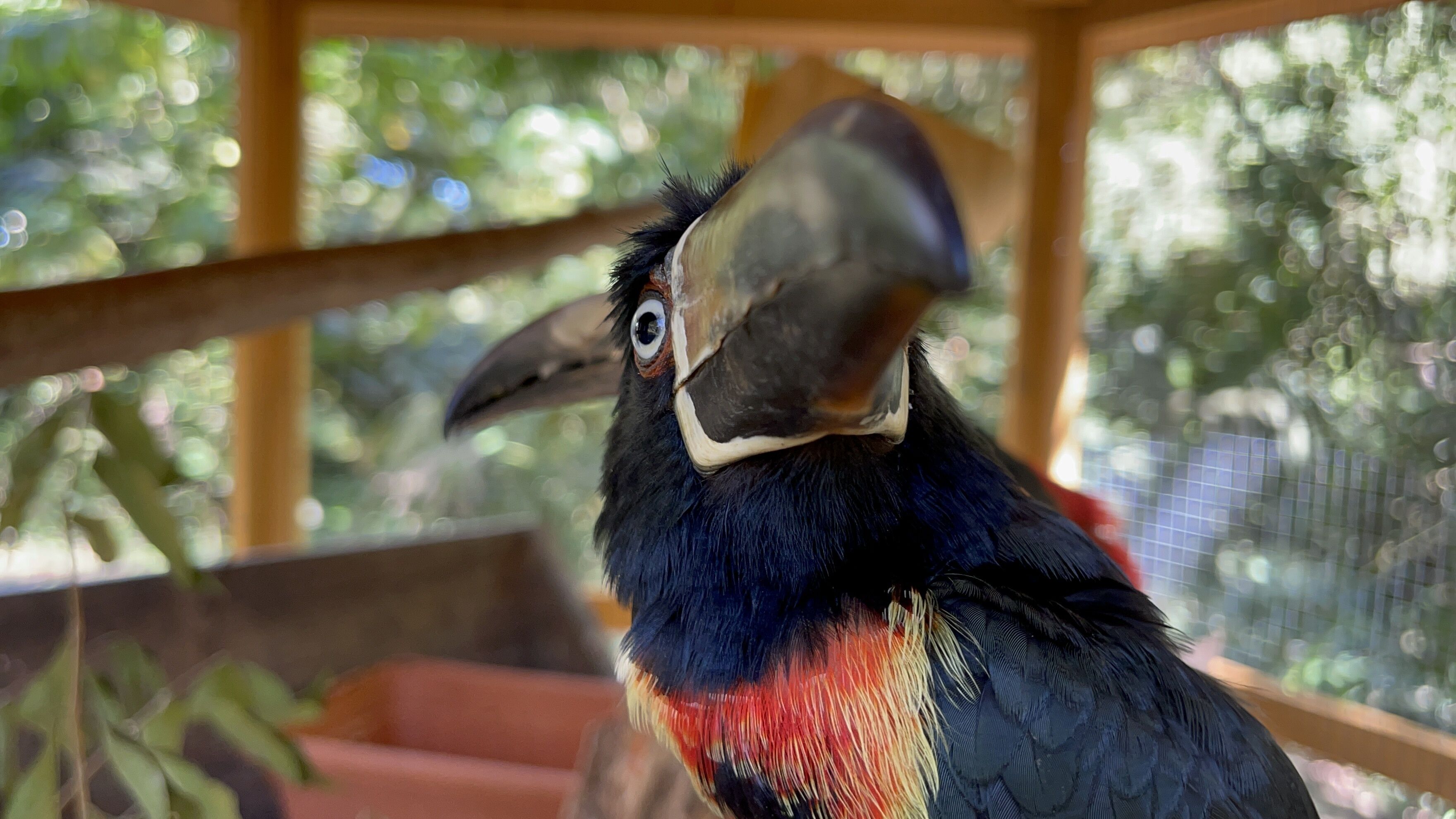 Un gros plan d’un toucan, avec son grand bec et son plumage coloré.