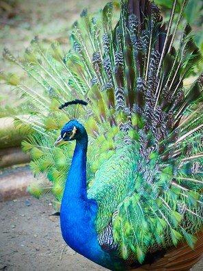 Ein Pfau mit auffallend blauem und grünem Gefieder.