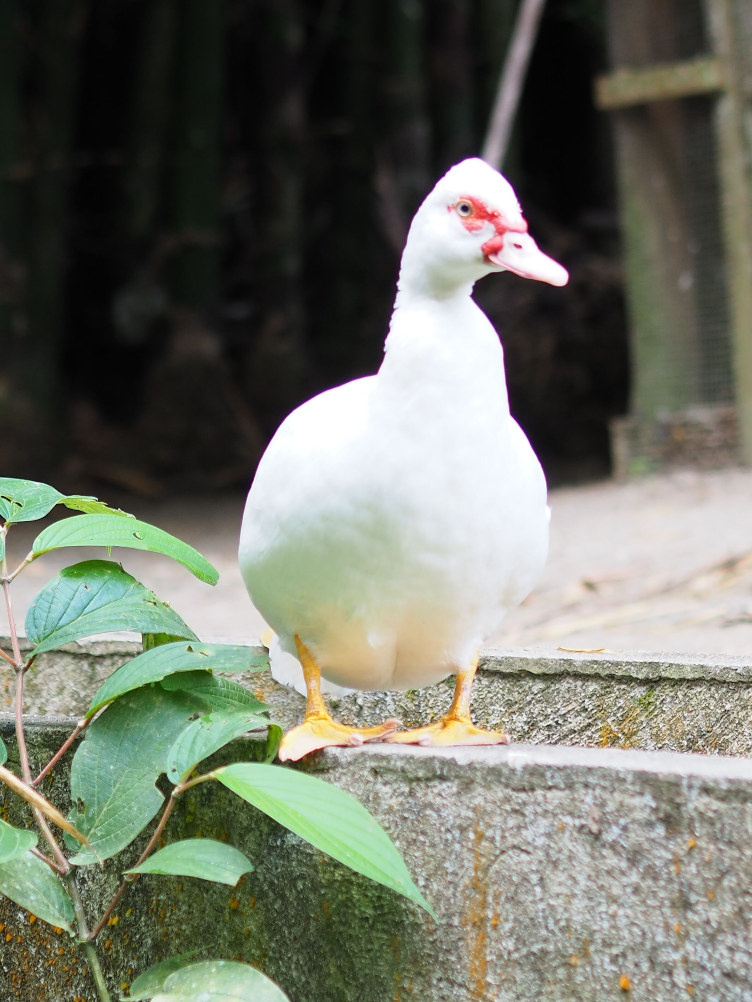 A white bird with yellow feet standing on a concrete ledge.