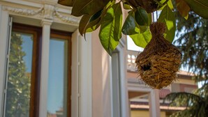 A bird's nest hanging from a tree branch in front of a building with large windows and a balcony. - B&B Villa le Rondini (Castronno)