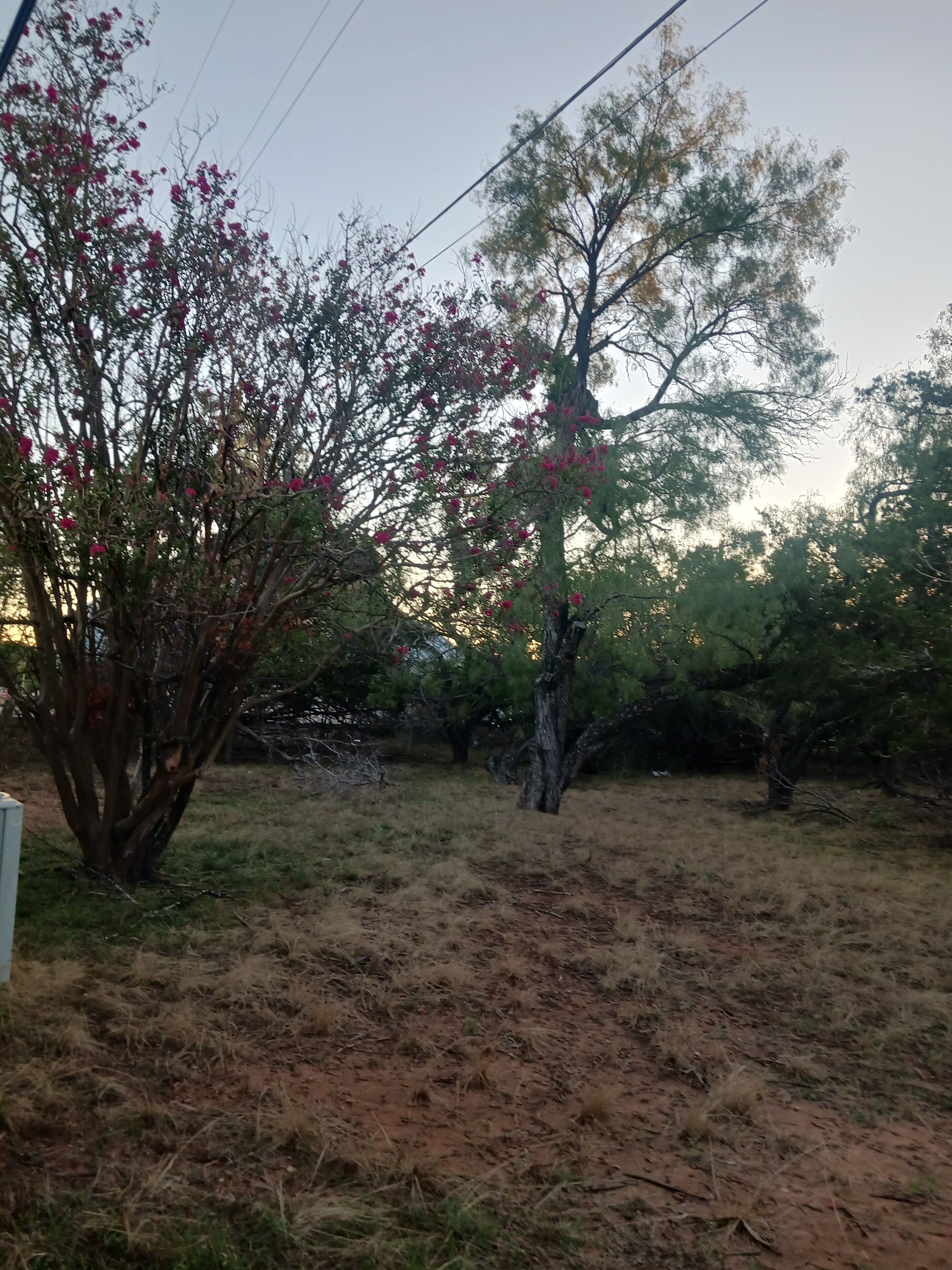 A grassy area with trees and a utility pole.
