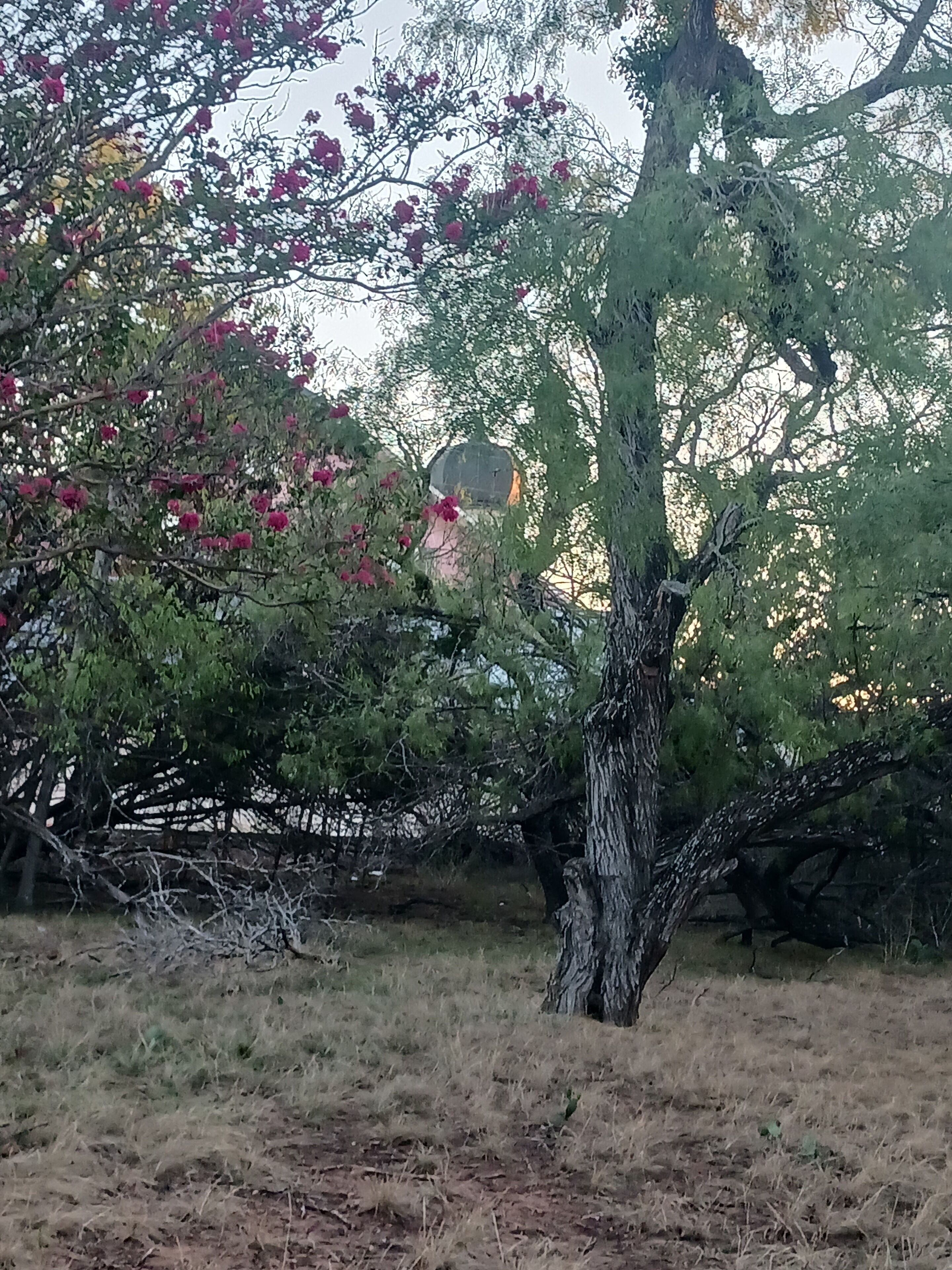 A tree with pink flowers and a clear view of a building in the background.