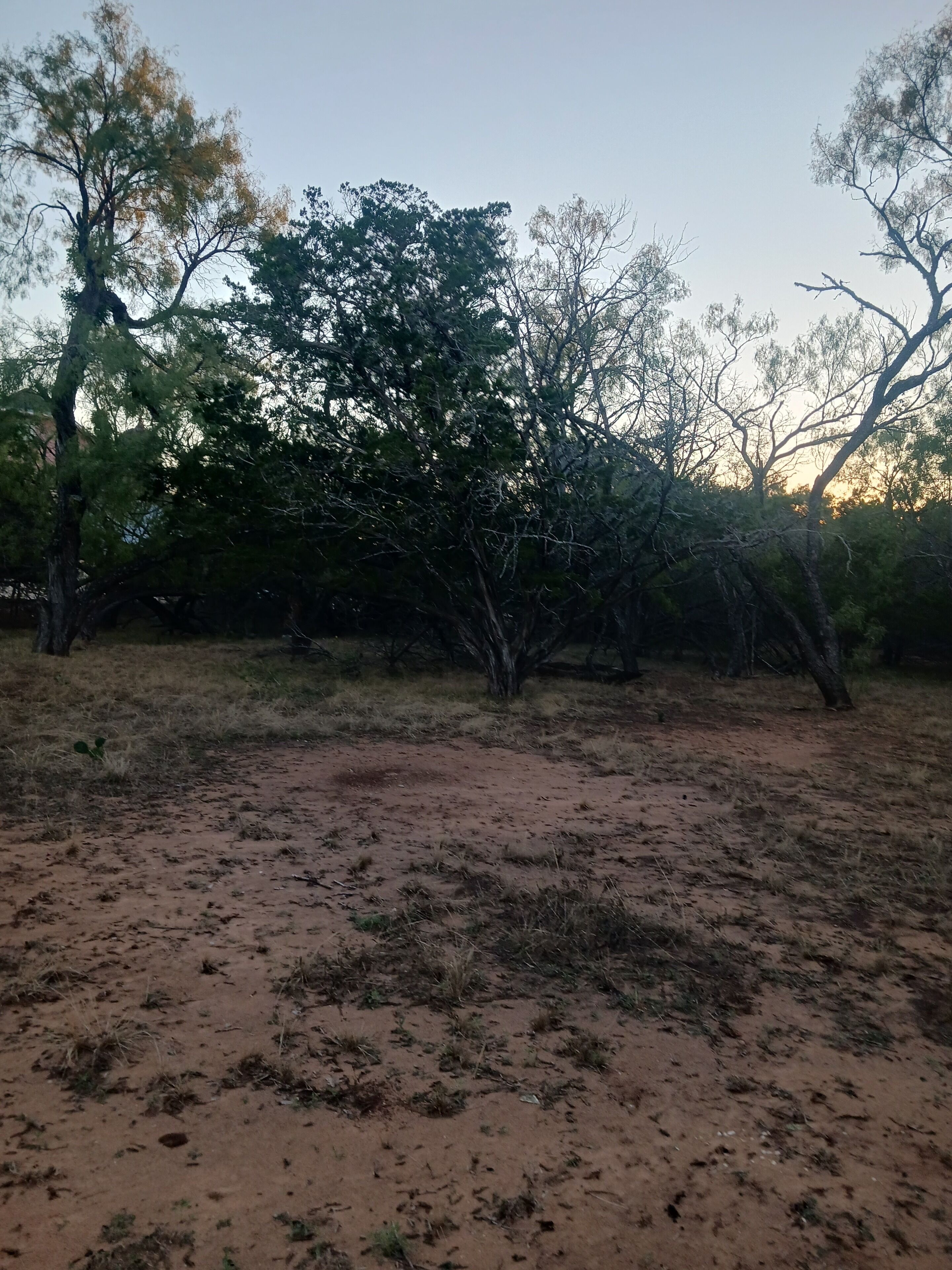 A natural landscape with sparse vegetation and trees.
