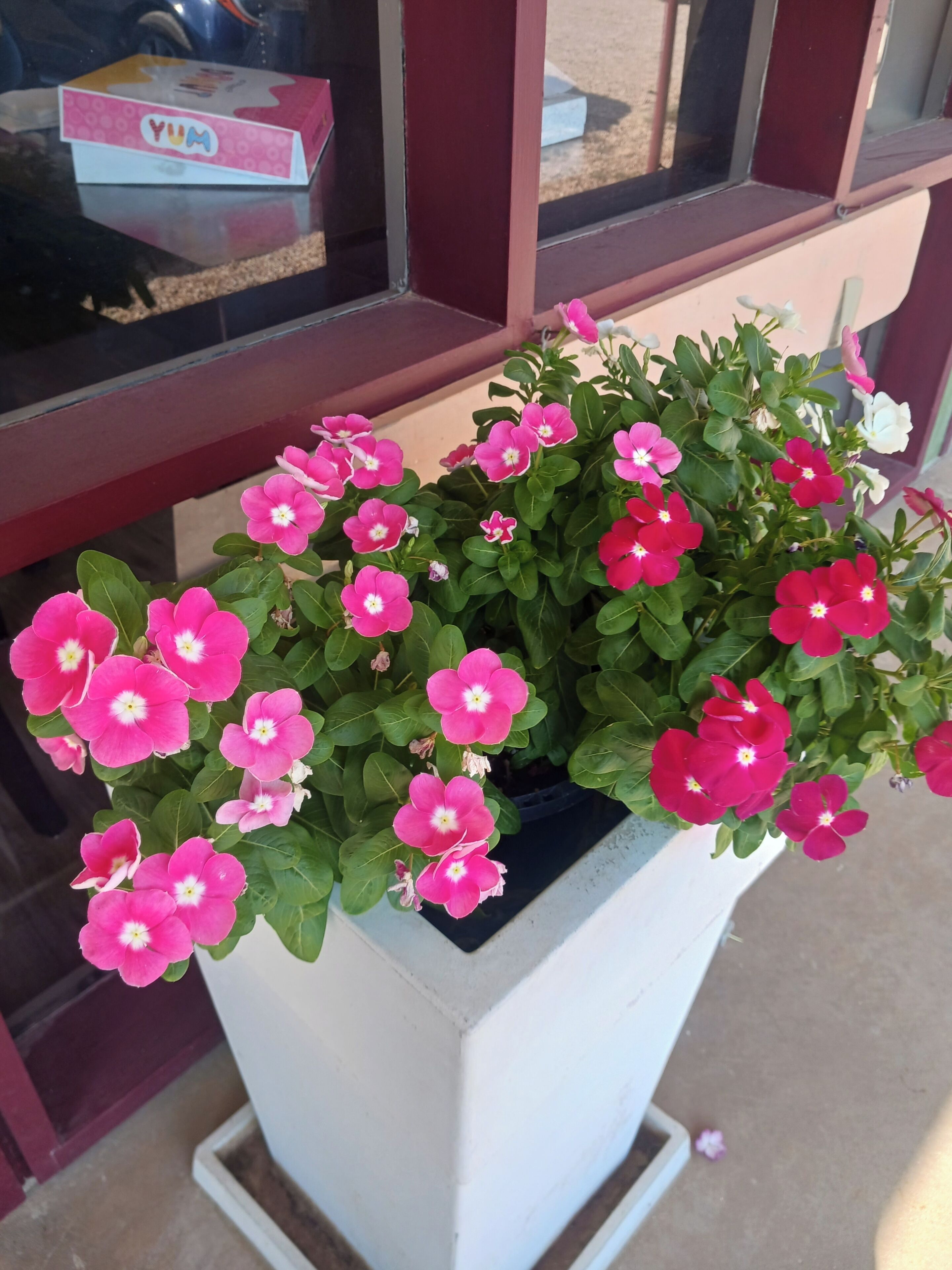 Una planta en maceta con flores rosadas frente a una ventana.