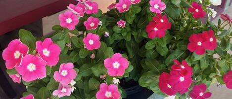 Una planta en maceta con flores rosadas frente a una ventana.