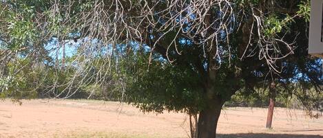 Ein Baum mit spärlichem Laub in einer grasbewachsenen Fläche, im Hintergrund ein Gebäude.
