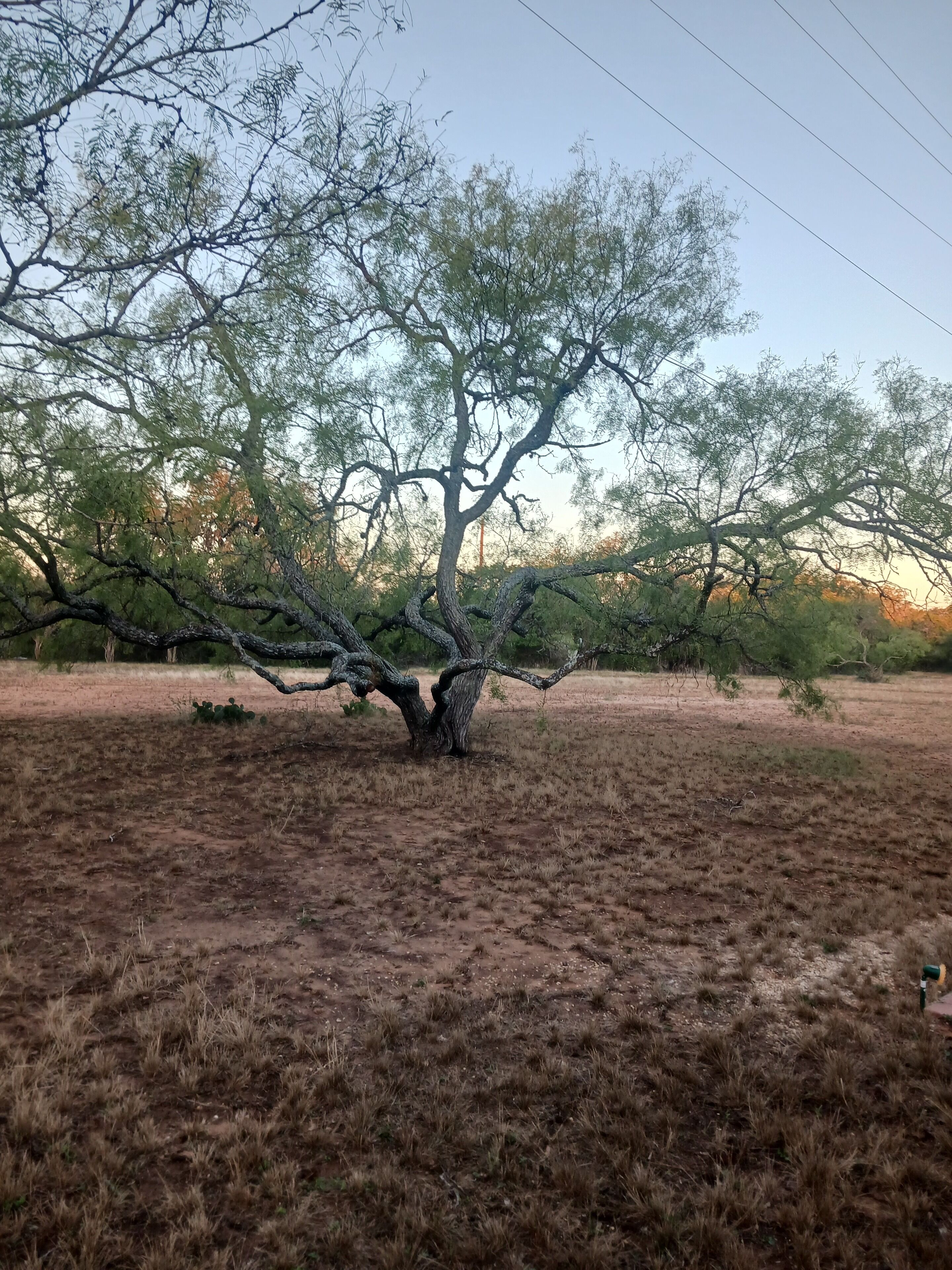 Un árbol en un campo seco y cubierto de hierba, con cielo despejado.
